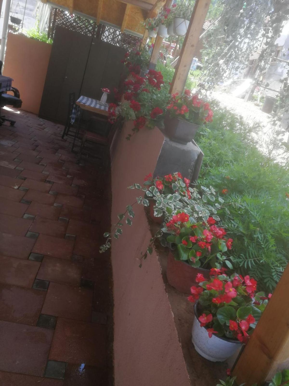 Odmaraliste Vlasko Zdrelo Pirot Habitación foto